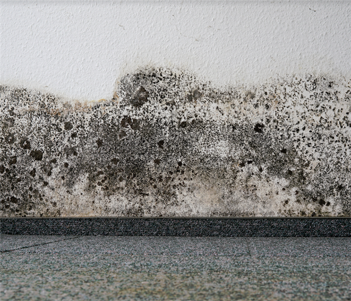 mold growing on the walls near the floor