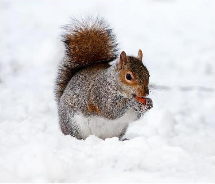 Squirrel in snow eating an acorn.