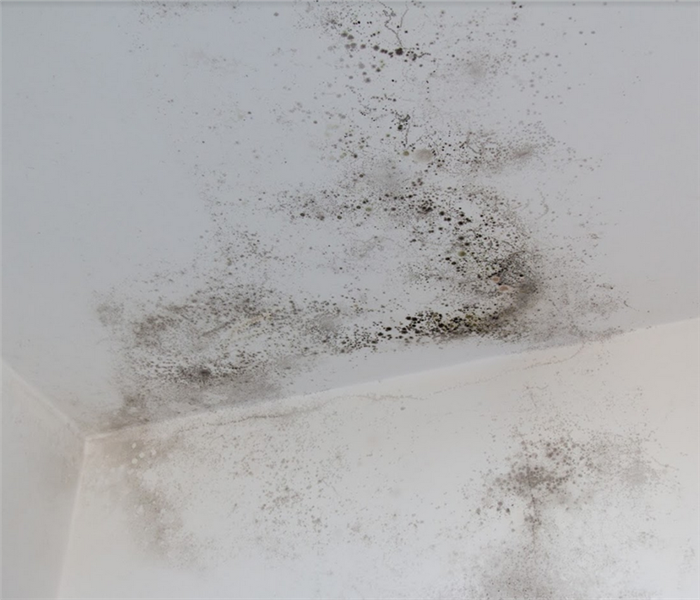 mold growing on the walls of a room