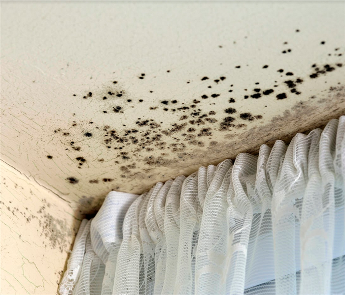 mold growing on the ceiling and walls near a window