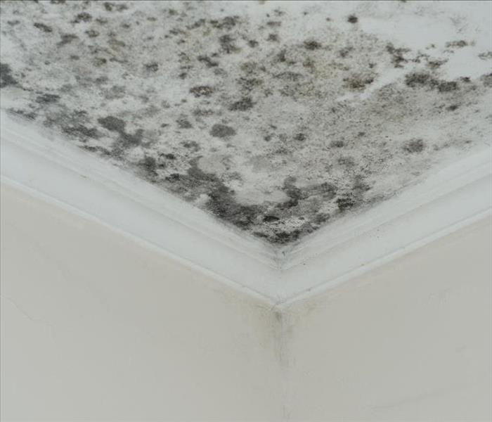mold damage ceiling and wall
