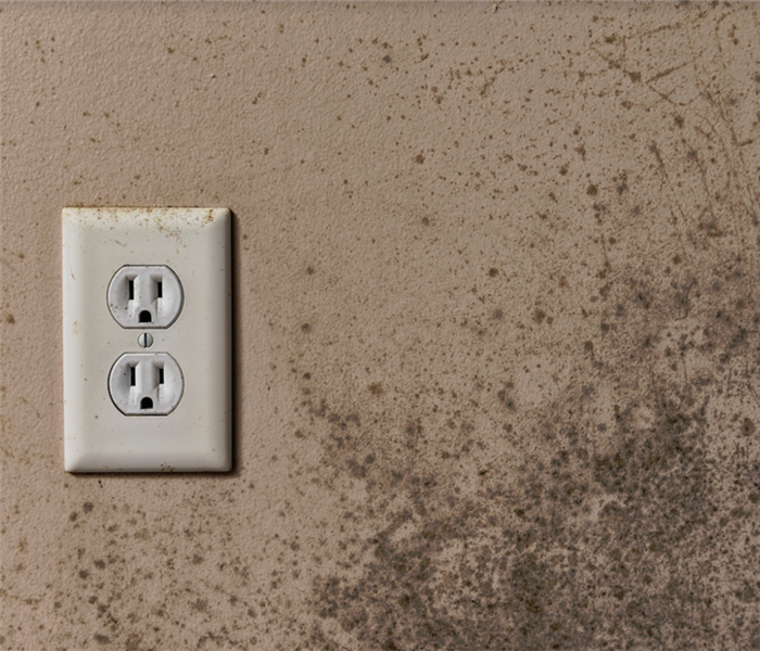mold growing on a wall around an outlet