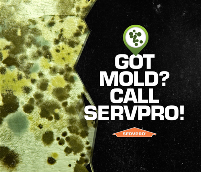 Graphic that reads Got mold? Call SERVPRO